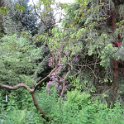 Rhododendron purpureum elegans